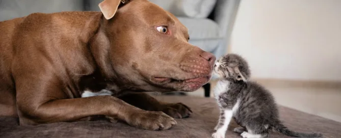 Countries where pitbulls are banned - banner
